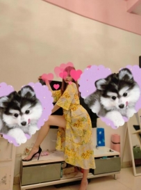 【东莞】虎门燕儿